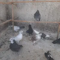 ده عددکبوترگرفتنی