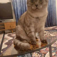 فروش گربه|گربه|کردکوی, |دیوار