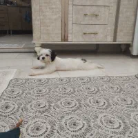 توله شیتزو 8ماهه|سگ|پاکدشت, پاکدشت (مامازند)|دیوار