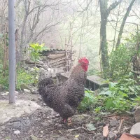 خروس کوشین پاپر