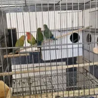 کوتوله و عروس هلندی|پرنده|قم, شهرک سازمان آب|دیوار