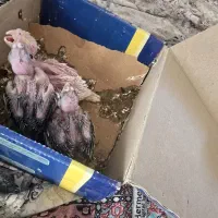 فروش ۴ عدد جوجه عروس  خاکستری و لوتینو  سالم میبد