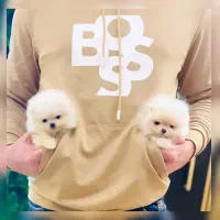 توله فنجونی سایز 0 فقط ۴.۱۰۰