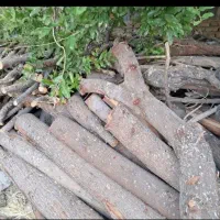 خریدو فروش انواع درخت و چوب