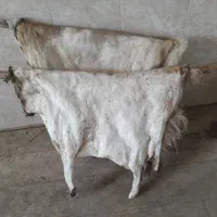 پوست بز