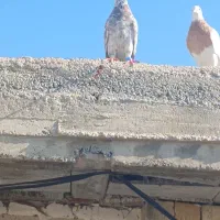 سرور دمسفید|پرنده|شیراز, قلعه نو|دیوار