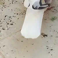 کبوتر