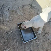 توله ۵ماهه رنگ سفید گوشاش عمل شده