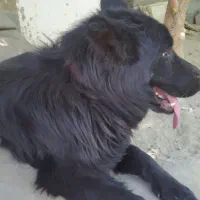 سگ ژرمن بلک شولاین اصیل