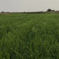 جو محلی