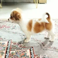 سگ شیتزو|سگ|تربت‌حیدریه, میدان مرکزی|دیوار