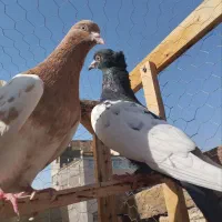 سینه سیاه