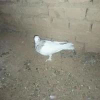 نر طوق هفت رنگ|پرنده|بیرجند, |دیوار