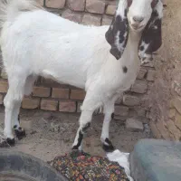 کولار آبستن|حیوانات مزرعه|فردوس (خراسان), |دیوار