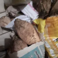 چغندر تازه و درشت.پاک شده و تمیز.