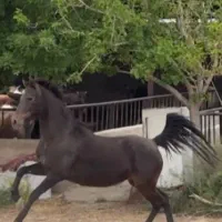 مادیان و کره مادیان|اسب و تجهیزات اسب‌سواری|جوادآباد, |دیوار