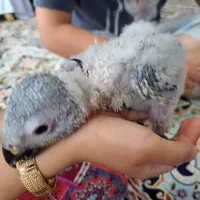 جوجه کاسکو نرمه خور|پرنده|مشهد, سلام|دیوار
