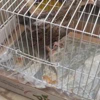 جوجه خانگی ۲ عدد|پرنده|مشهد, عامل|دیوار