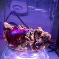 ماهی فایتر نر