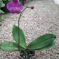 ارکیده دندروبیوم فالانوپسیس وانیل البوکا اسپیرالیس|گل و گیاه طبیعی|مشهد, شهرک صنعتی توس|دیوار