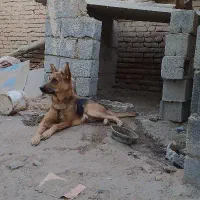 سگ ژرمن شپرد