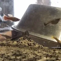 فروش  ماهی گوپی و دمشمشیری|ماهی|تهران, خلیج فارس|دیوار