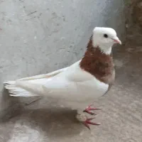 کفتر عروسک
