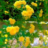 فروش سیمکارت دایمی
