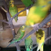 مرغ عشق|پرنده|قشم, |دیوار