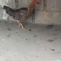 جوجه اردک و مرغ تخم گذار