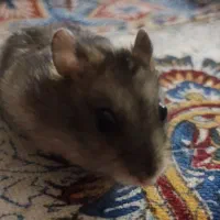 همستر|موش و خرگوش|پردیس, فاز ۸|دیوار