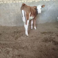 دو راس گوساله ماده سیمنتال ودورگ|حیوانات مزرعه|جعفرآباد, |دیوار