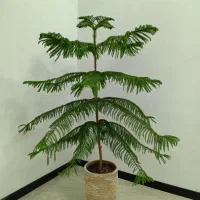 کاج مطبق و سانسوریا