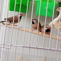 فنچ کرواتی و کینگ اخمو و زبرا رنگ عتیقه