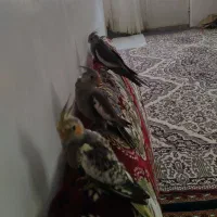 فروش عروس هلندی جوان