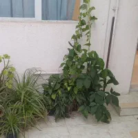 پرورش گل وگیاه آپارتمانی وحیاطی|خدمات باغبانی و درختکاری|گرگان, |دیوار