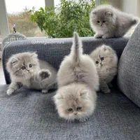 تعدادی گربه ملوس/واکسن زده/با تایید سلامت واصالت|گربه|تهران, شهرک غرب|دیوار