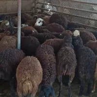 بسته بندی درحضورمشتری +زنده/+ وارسال گوشت گوسفندی|حیوانات مزرعه|تهران, قصر فیروزه ۱|دیوار