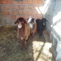 ۳عدد بره ماده|حیوانات مزرعه|آق قلا, |دیوار