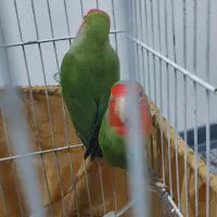 یک جفت طوطی سرحال زرنگ|پرنده|گلستان (تهران), |دیوار