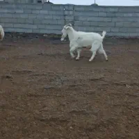 بز نر سانن|حیوانات مزرعه|مشگین شهر, |دیوار