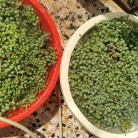 آبغوره تازه