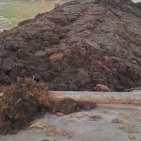 فروش کود گاوی