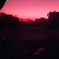 پیدا شدن سگ