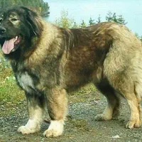 قفقازی توله و بالغ