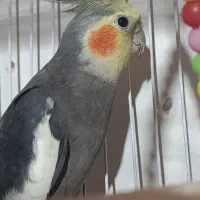 عروس هلندی دستی اهلی رام