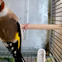 سهره ماده متولد قفس