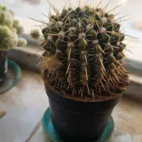 گل کاکتوس|گل و گیاه طبیعی|کاشمر, |دیوار