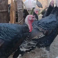 بوقلمون|حیوانات مزرعه|کوهدشت, |دیوار