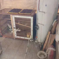 قفس کبوتر|لوازم جانبی حیوانات|چناران, |دیوار